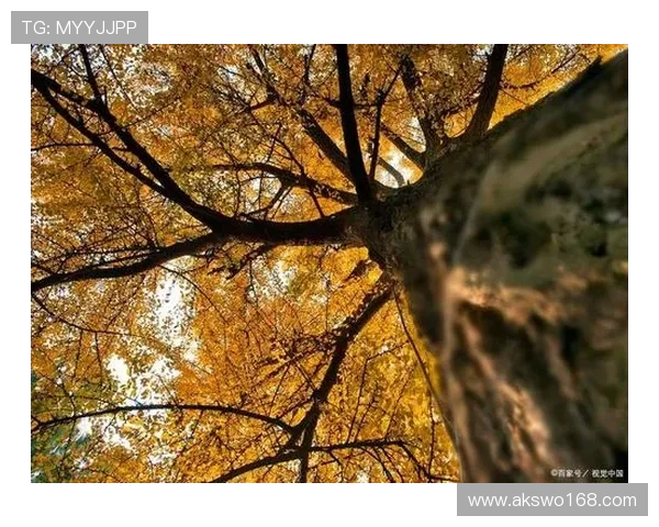 一抹斜阳,惊艳千古:出云阿国的传奇人生 一抹斜阳,惊艳千古:出云阿国的传奇人生